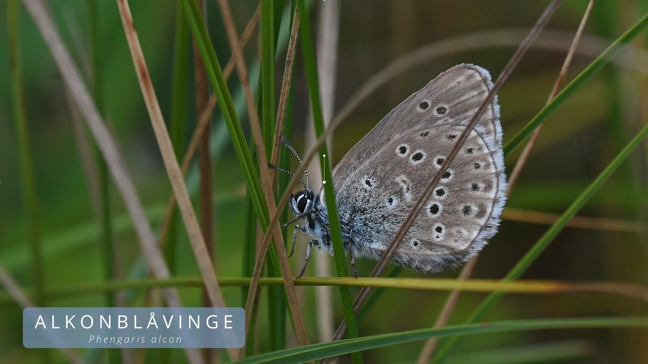 ALKONBLÅVINGE (Maculinea alcon/Alcon Blue)