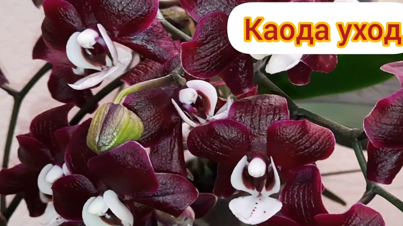Орхидея Каода. Цветение мамы и детки. Уход в домашних условиях.
