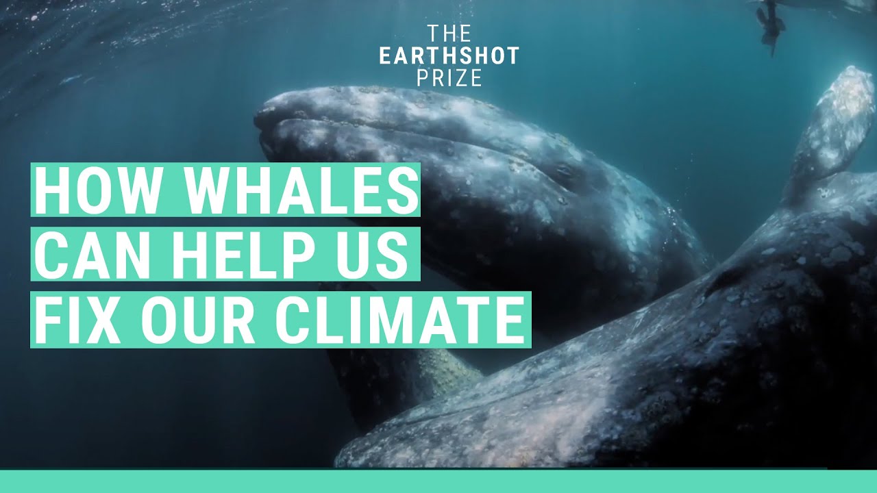 These whales have a mighty impact on our climate | The Earthshot Prize