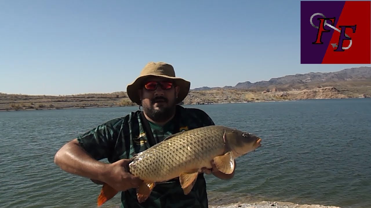Fishing carp at Lake Mead
