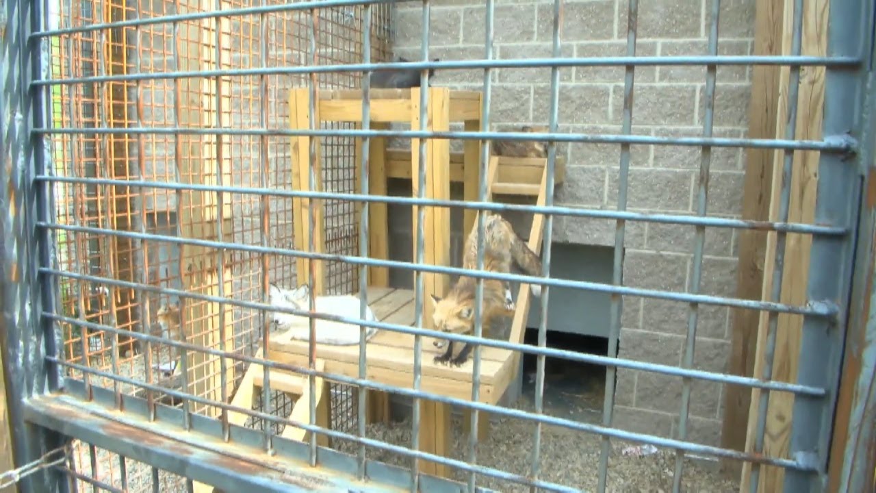 Exotic Feline Rescue Center takes in 61 animals after Ohio facility closure