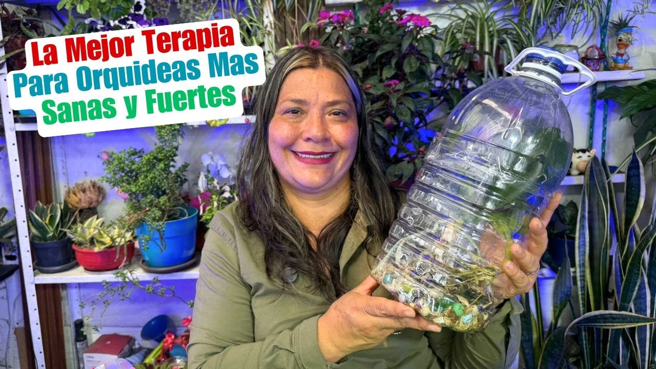 Terapia de orquídeas para que no se mueran y vuelvan a florecer