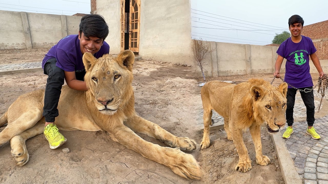 Lion Sy Friend Ship Kr Li 😍 Lion Name Done