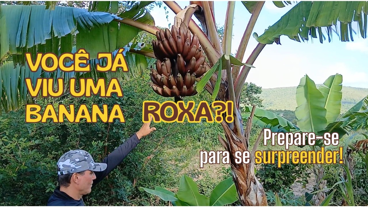 Você já viu uma banana roxa?