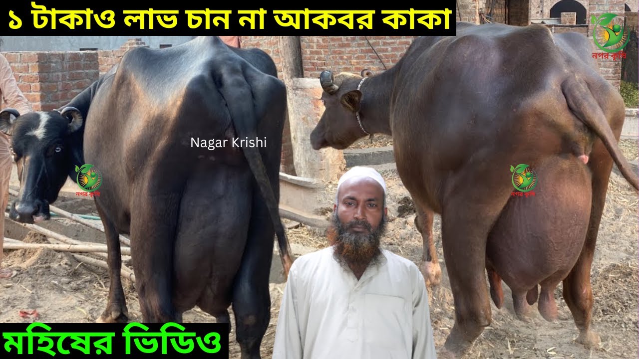 ১ টাকাও লাভ চান না আকবর কাকা কেনা দাম বলে দুধের মহিষ বিক্রি করলেন ! সীমিত দামে ইন্ডিয়ান মোরা মহিষ