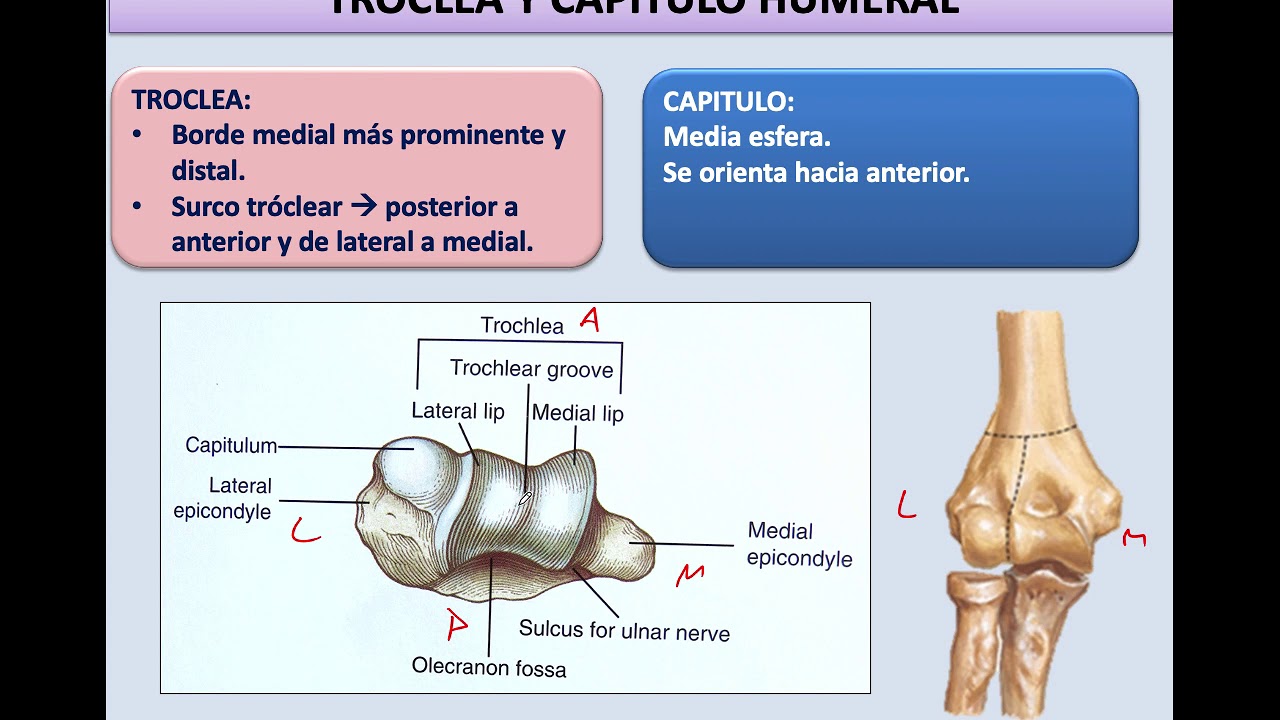 Biomecánica y función del codo y antebrazo