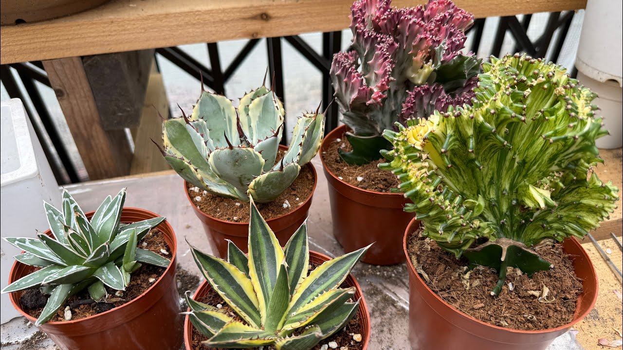#331 NUEVAS AGAVES Y EUPHORBIAS PARA EL JARDIN