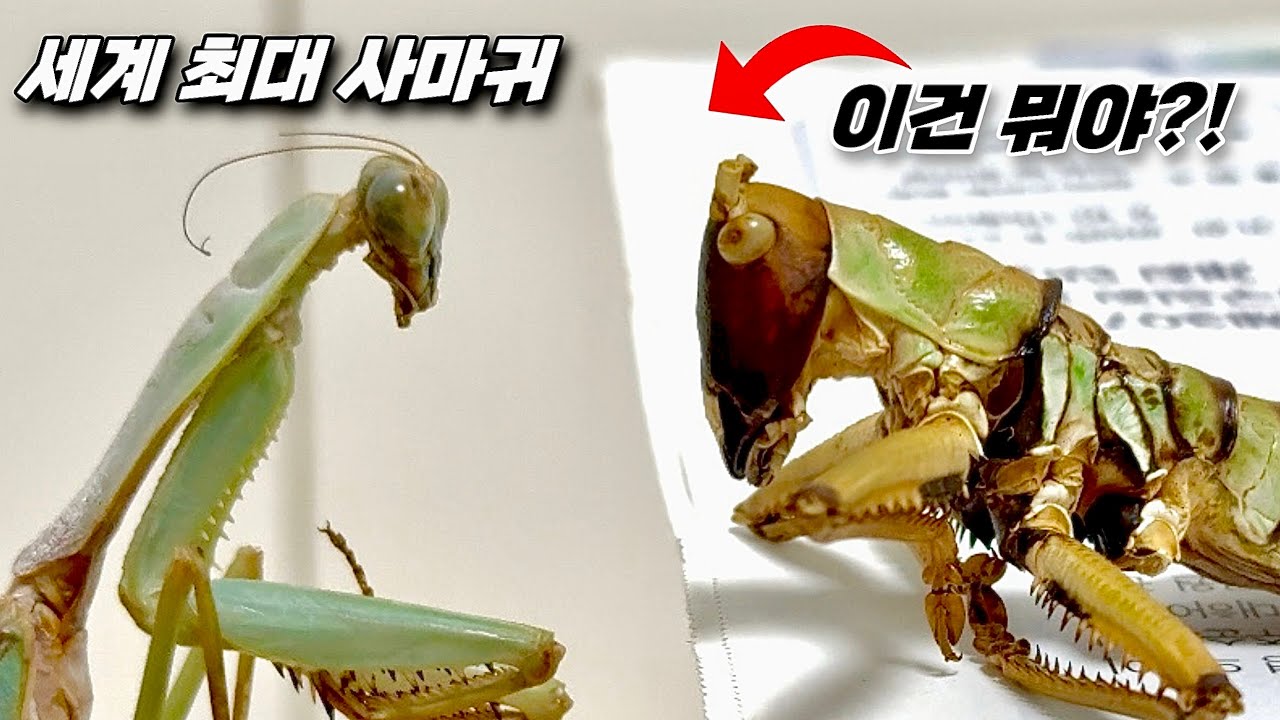 리옥크 찢어버리는 괴물 여치! 국내최초! 사가 나톨리에!