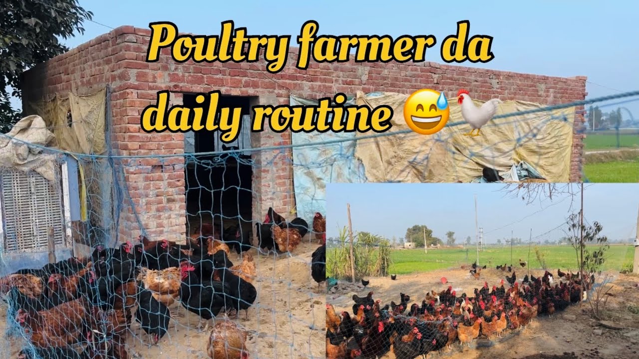 Daily routine of poultry farmer 🧑‍🌾 🥚🐓. Poultry farming 🐣. 