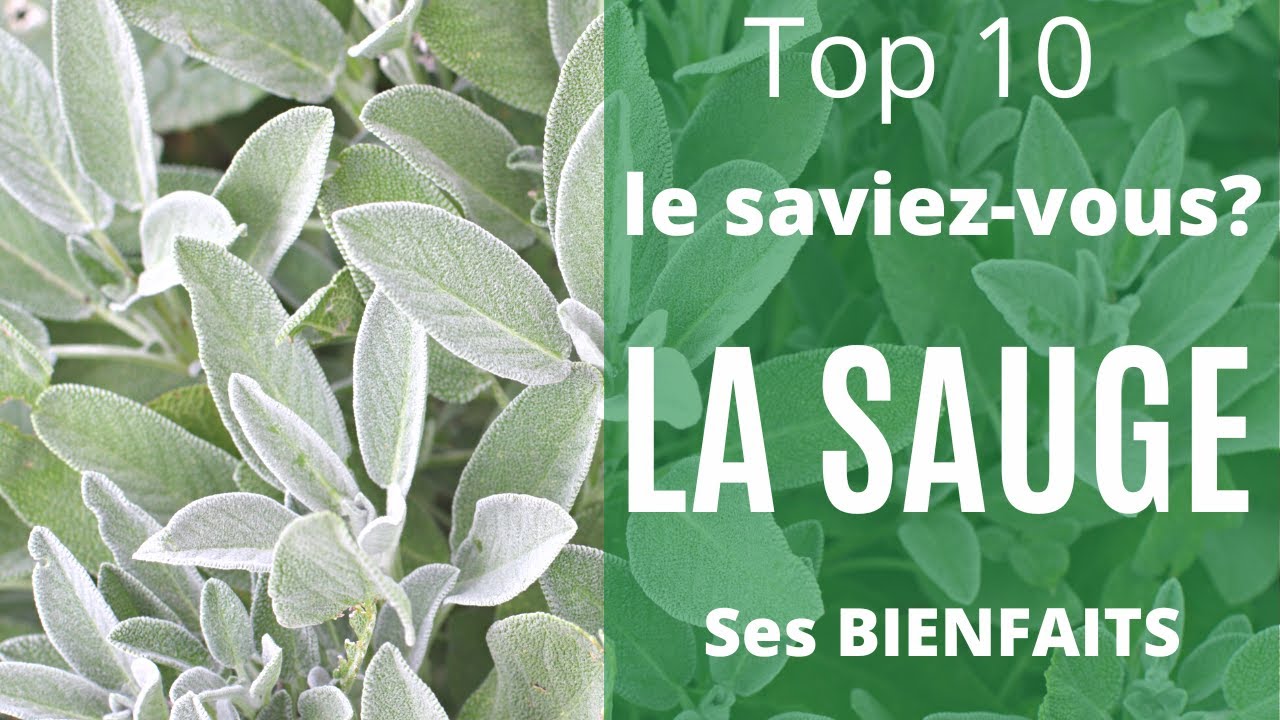 Je vous livre certains bienfaits peu connu de la SAUGE. #sant&eacute; #bienfaits #plantes #bien&ecirc;tre