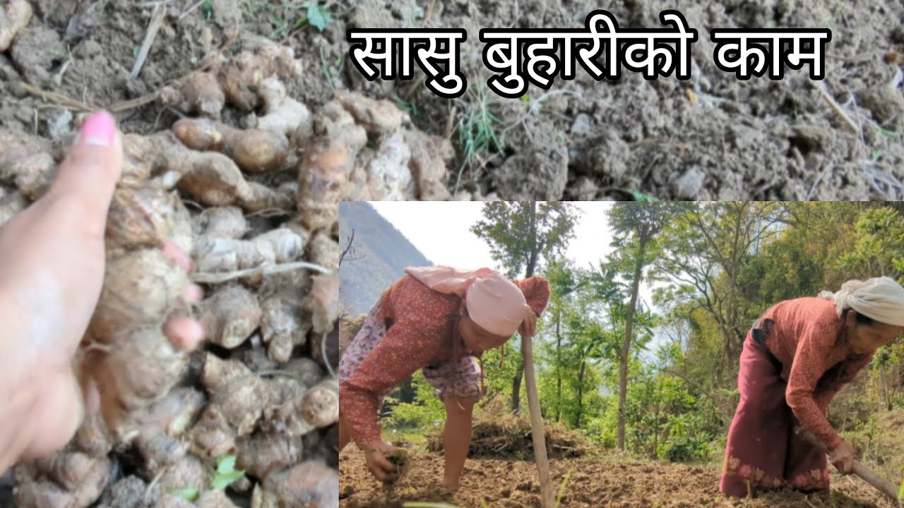 सासु बुहारी अदुवा लगाउँदै