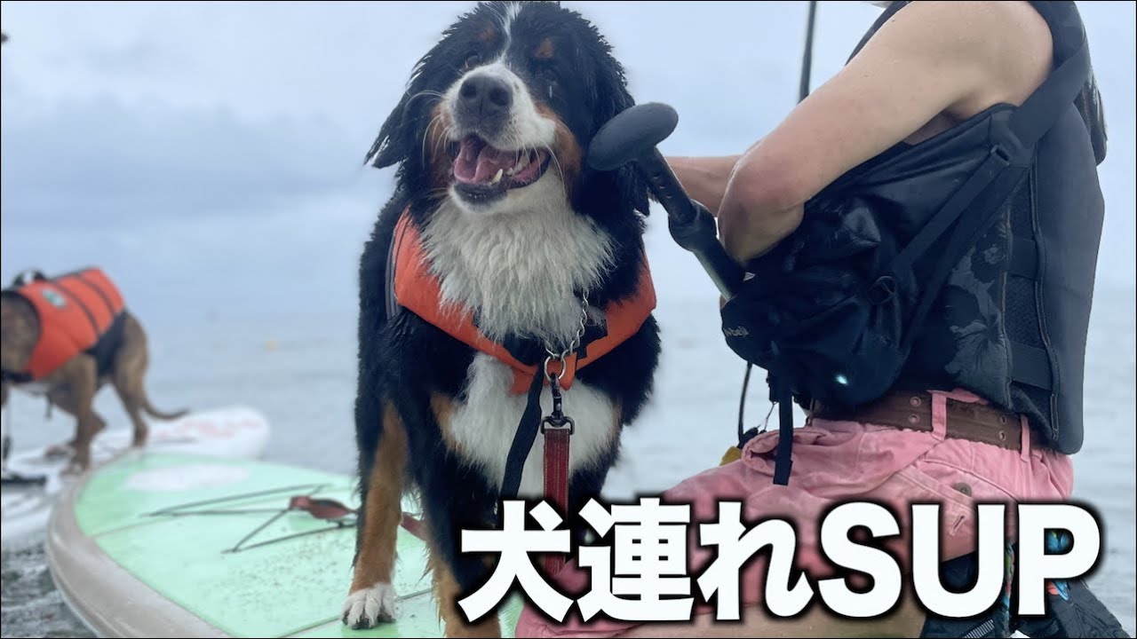 初めての犬連れSUPが楽しすぎた！