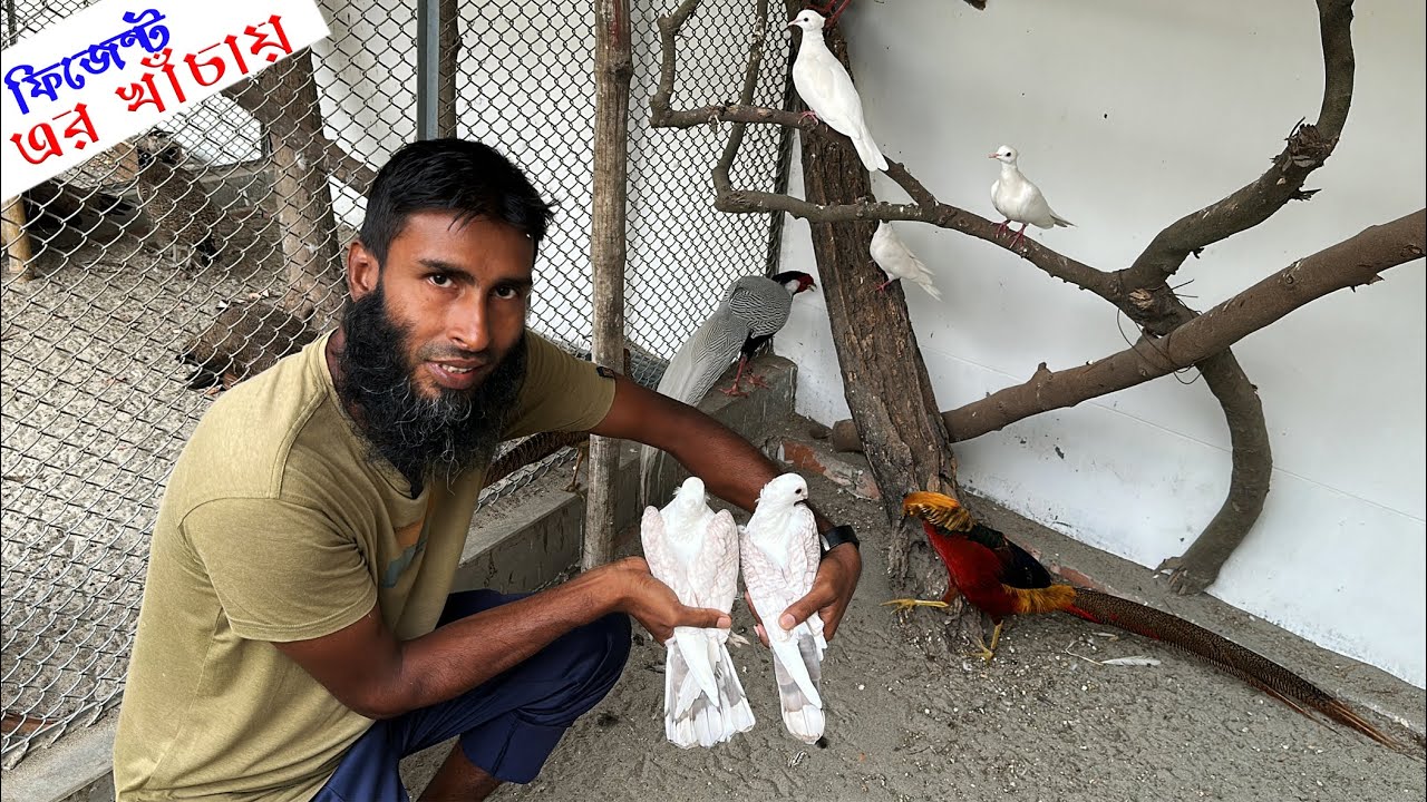 শর্টফেস এবং শার্টিন কবুতর আমার অনেক পছন্দের ! || Bird's Canvas