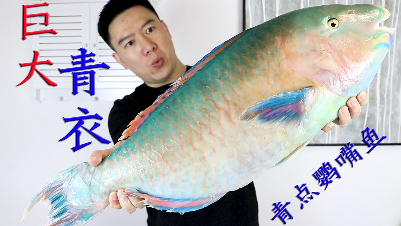 1440买一条11.1斤大青衣，漂亮的鱼鳞最好吃，嘎嘣脆吃的停不下来【小文哥吃吃吃】