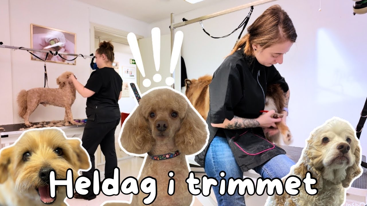 Jag är tillbaka 🐶✂️ | Heldag i trimmet vlogg