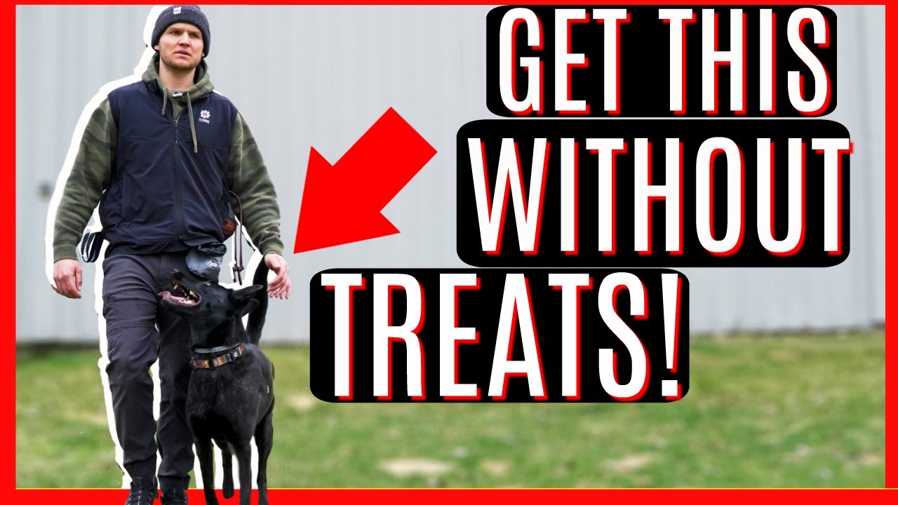 HOW TO GET YOUR DOG TO BEHAVE ANYWHERE!