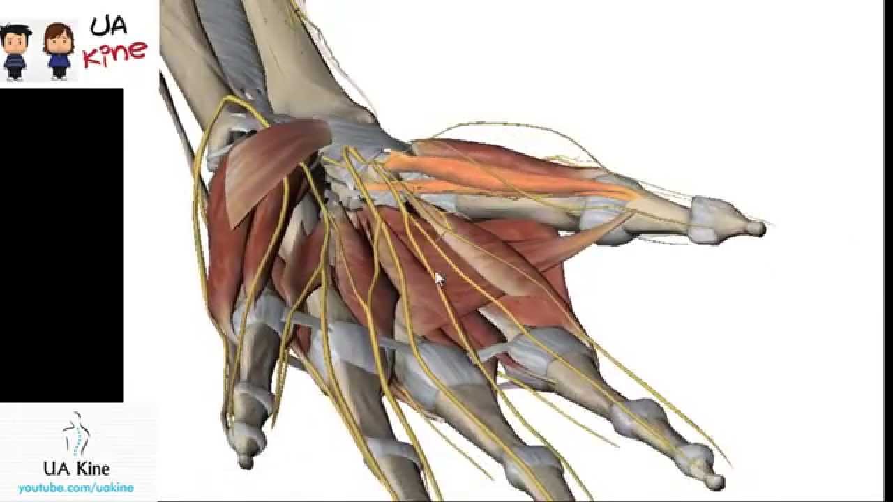 Anatomía Musculos Mano , Origen Inserción, Inervación y Función