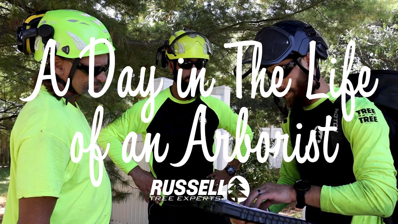 День из жизни арбориста I Russell Tree Experts