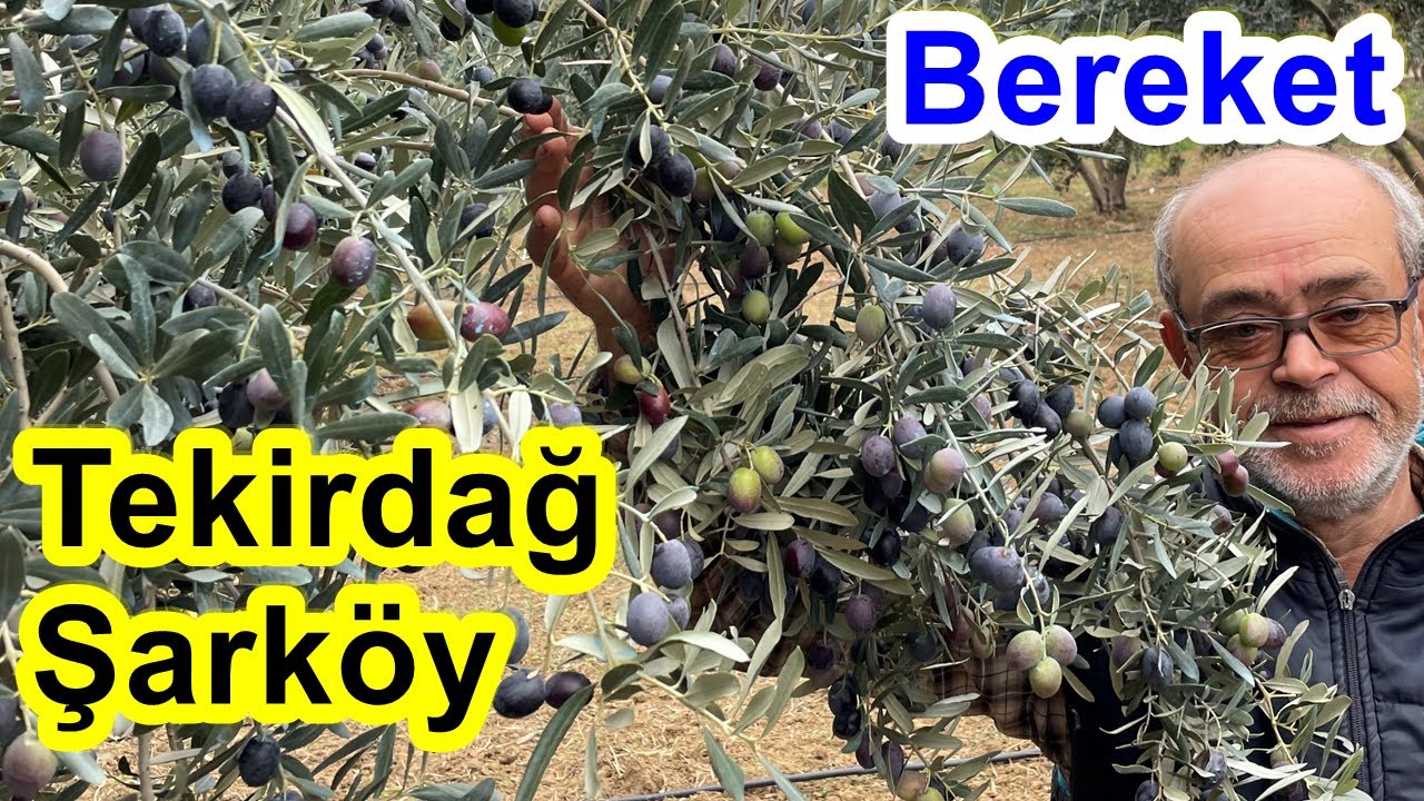 Zeytin Gübreleme Programı Yüksek Verim, İri Zeytin, Erken Karartma - Dökülmeyi Önlemek