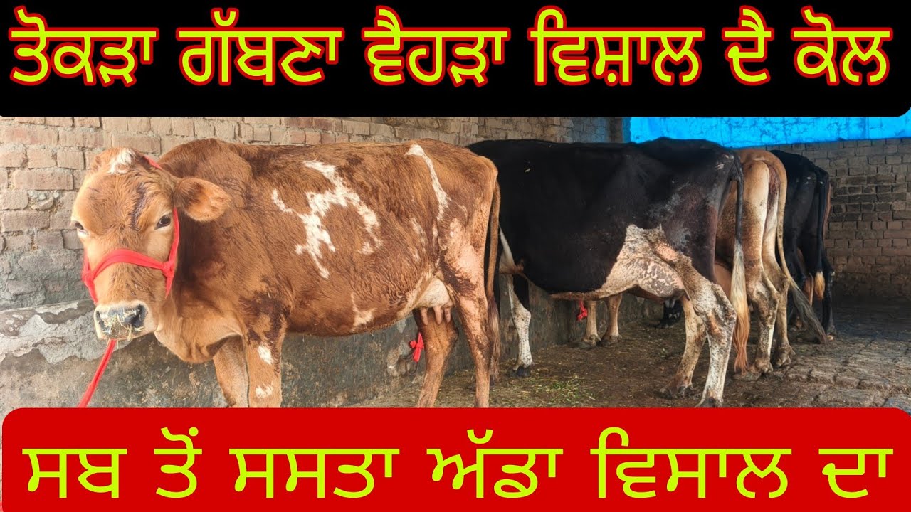 ਫੋਨ ਨੰਬਰ 8427278296 ਤੋਕੜਾ ਗੱਬਣਾ ਤਾਜ਼ੀਆਂ ਸੂਈਆਂ #subscribemychannel 