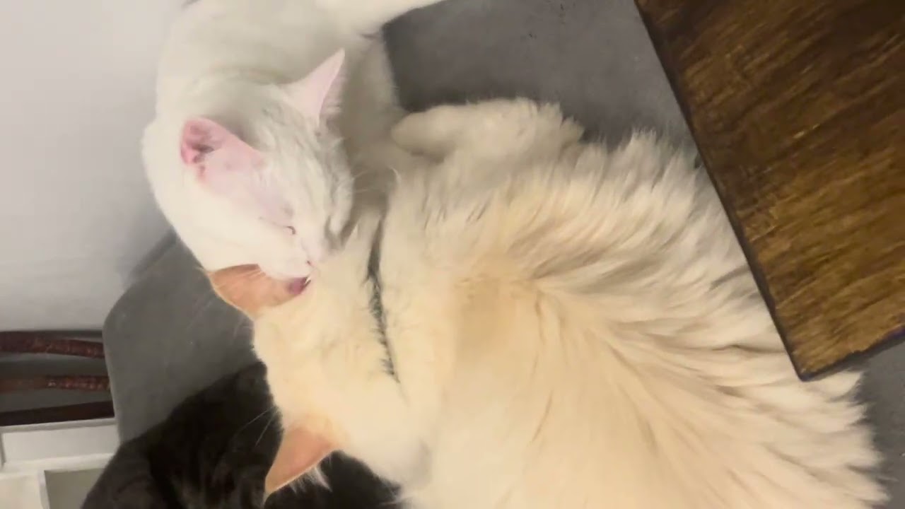 They just adore each other giving each other a wash 