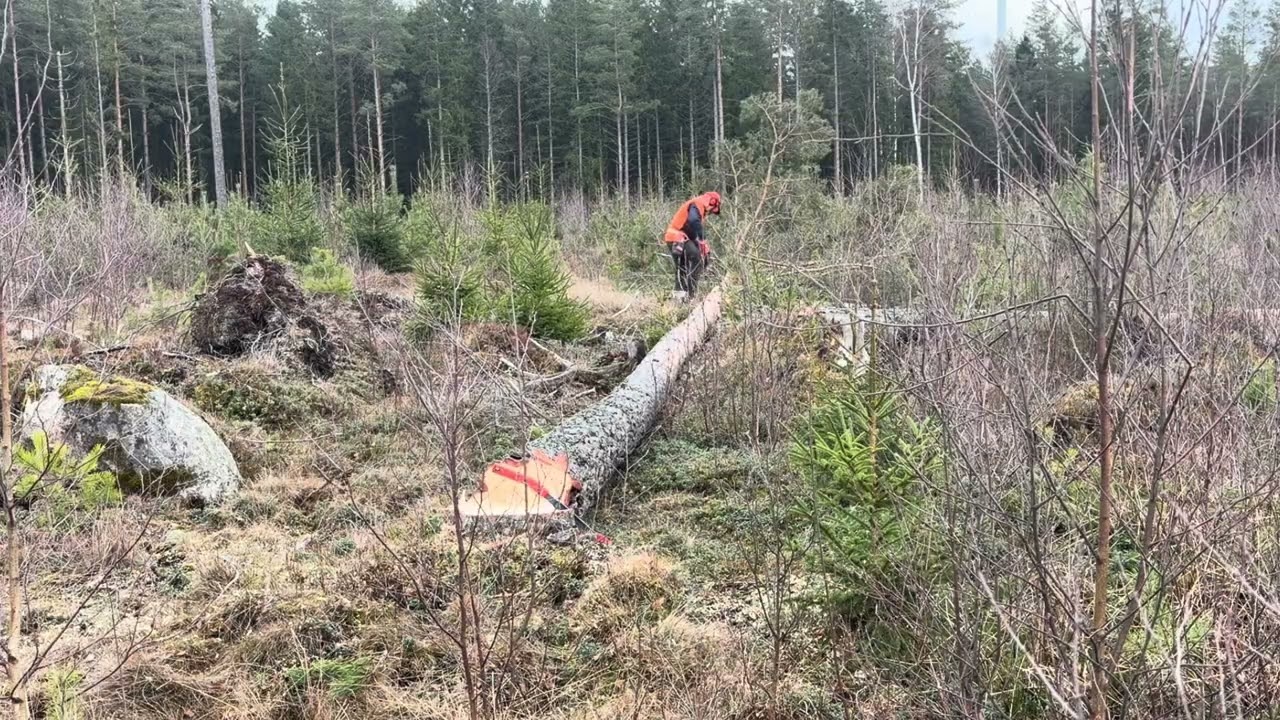 Huggning av fröträd