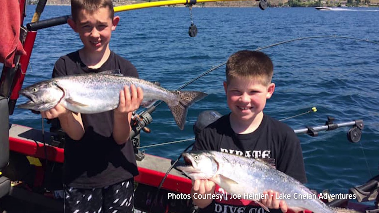 Travis Maitland on Lake Chelan Chinook Health 2019-06-26
