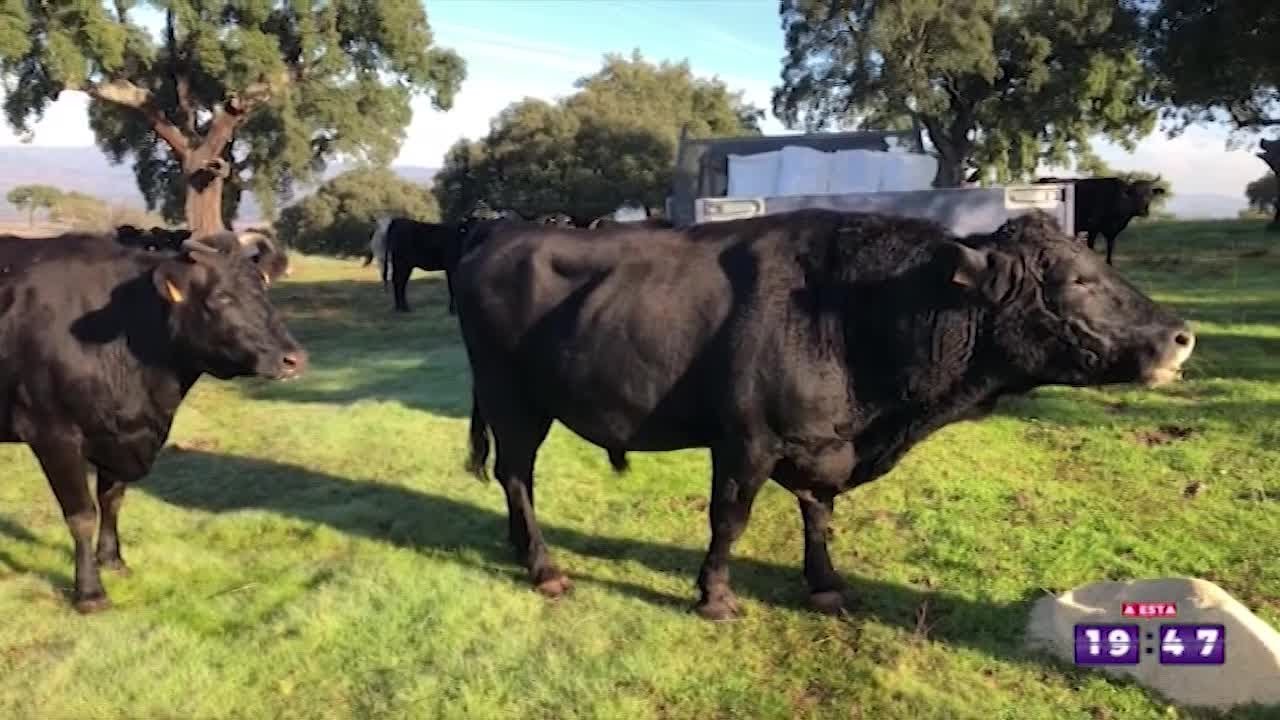Wagyu: Japón en la dehesa extremeña | A esta hora