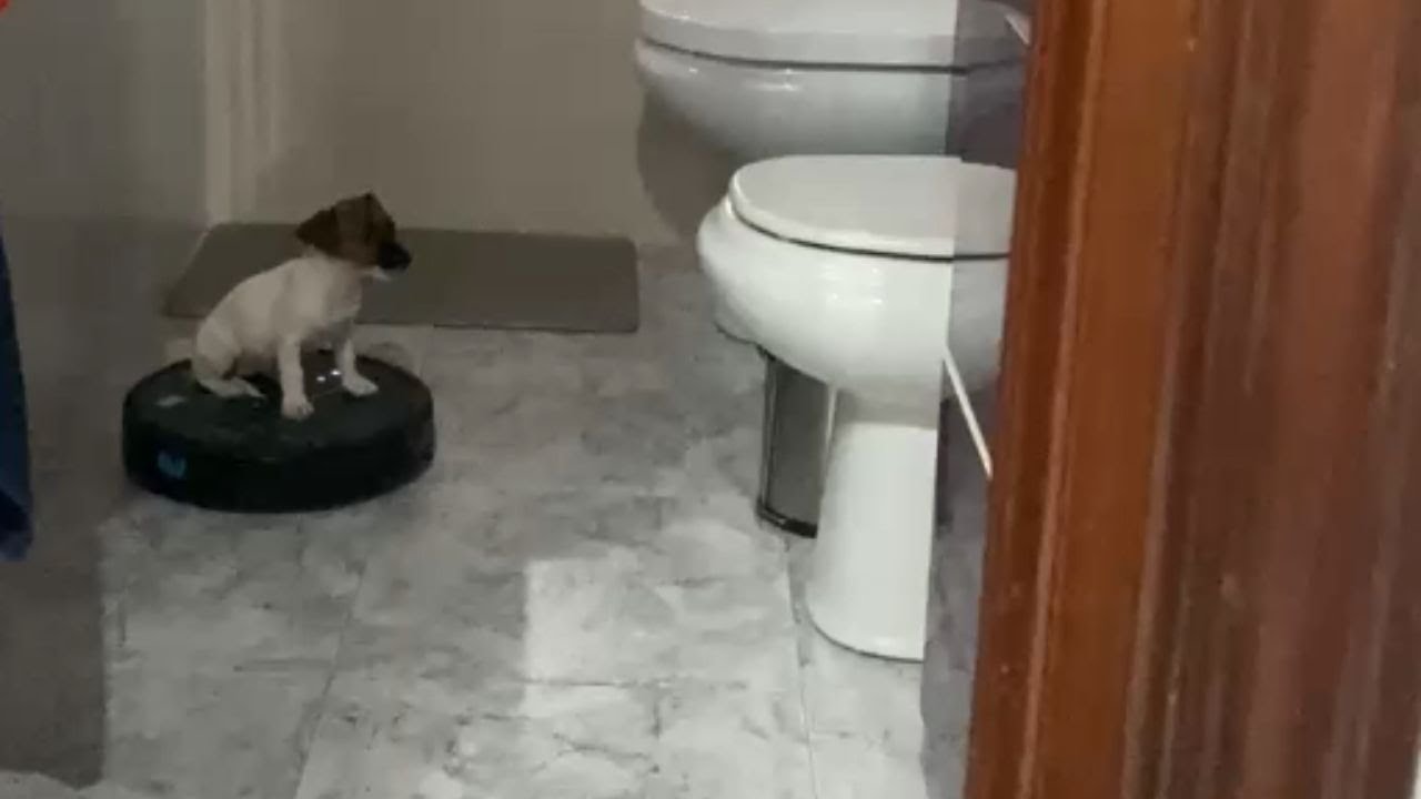 Puppy Riding Robot Vacuum: Hilarious Start to the Day! || WooGlobe
