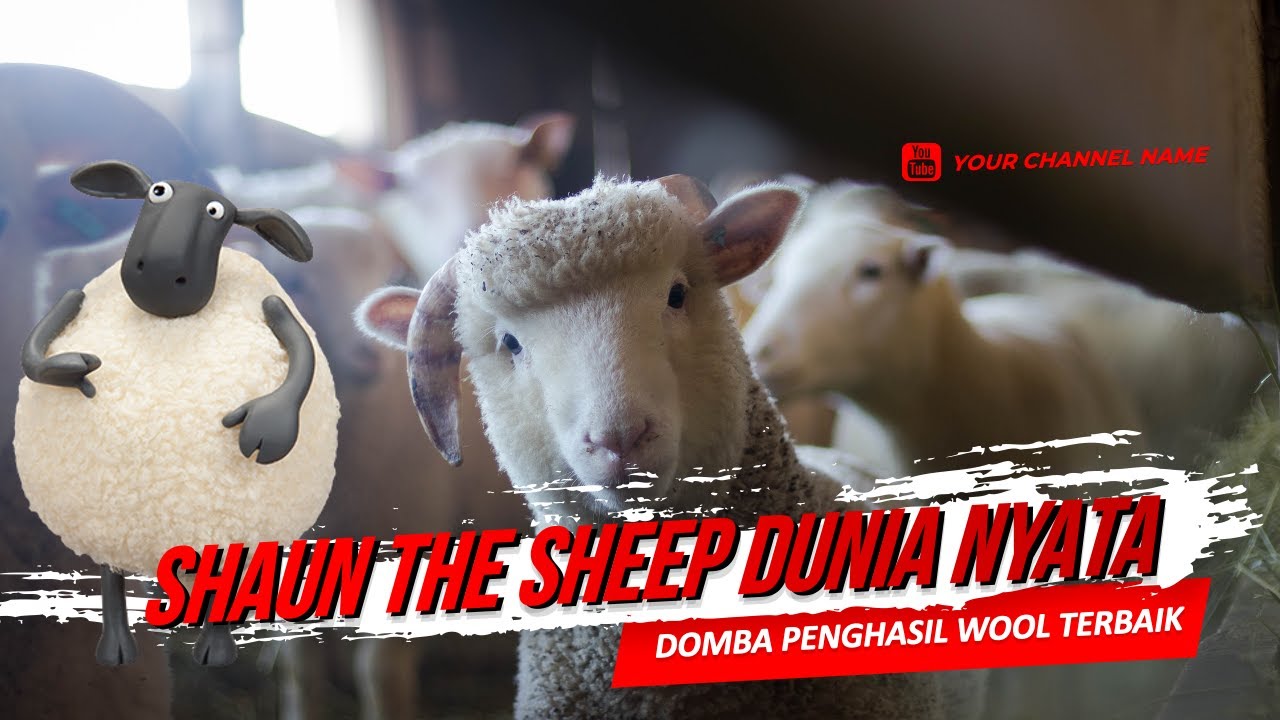 Mengenal Domba Merino, Domba Shaun the Sheep penghasil wool terbaik