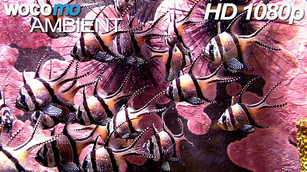 Lounge Music and Wonderful Fishes (HD 1080p) ► 2 HOURS ◄