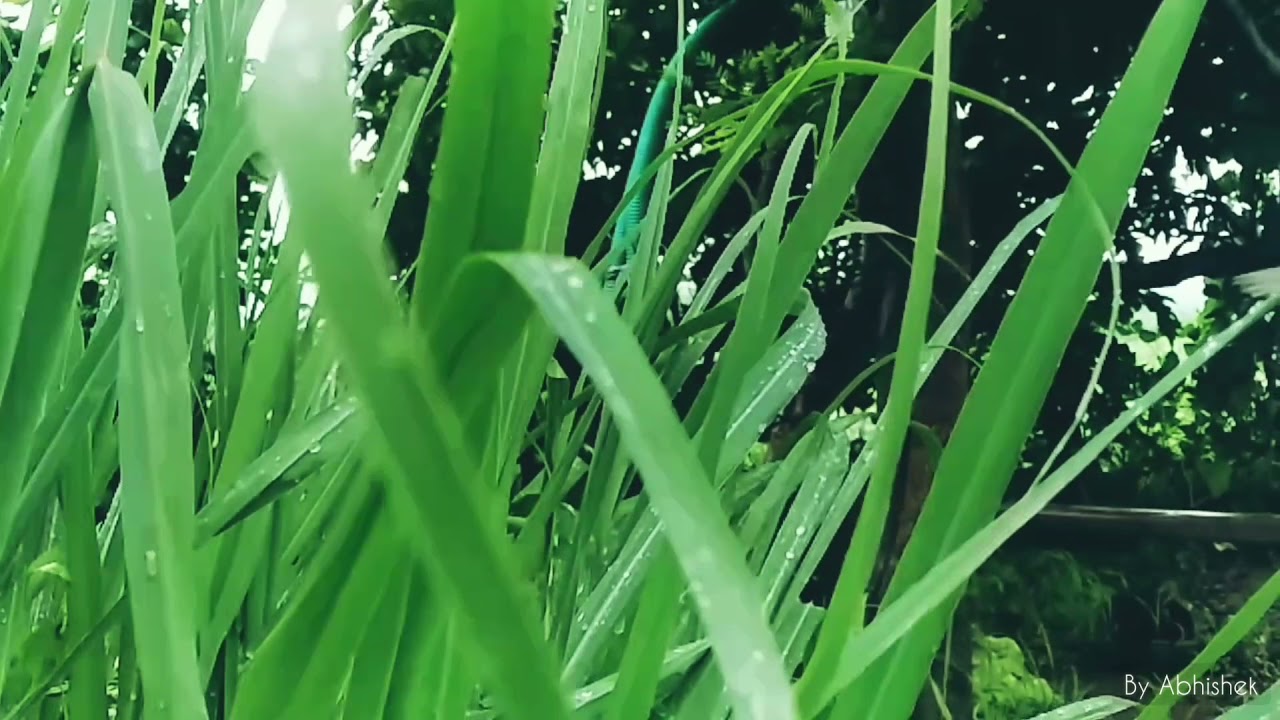 after rain ll Farm Cinematic video..