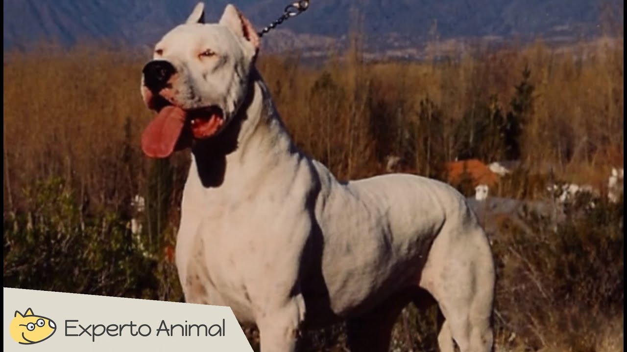 El perro Dogo Argentino