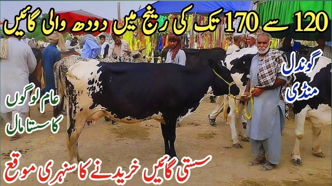Gondal Mandi latest update20july 2025! Cholistani and Sahiwal MilkingCows Fresh Rate on Gondal Mandi