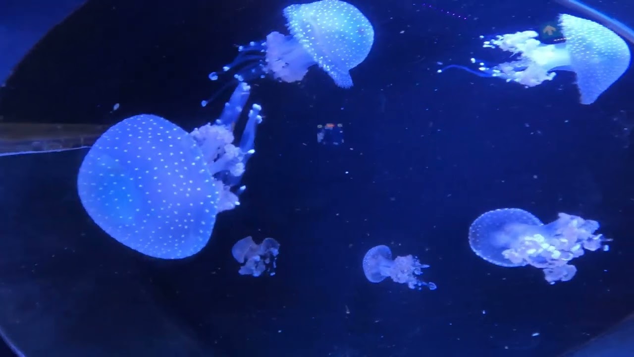 Sealife Scarborough (16th January 2026)