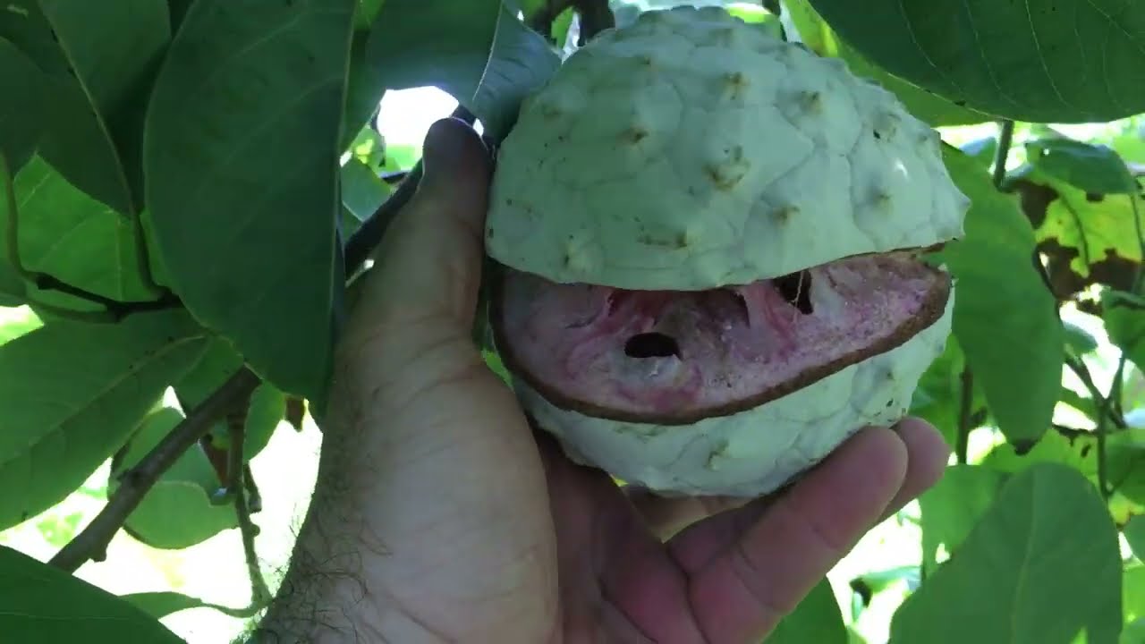 Primera fruta que cosechó de mi árbol de Ilama Génova roja
