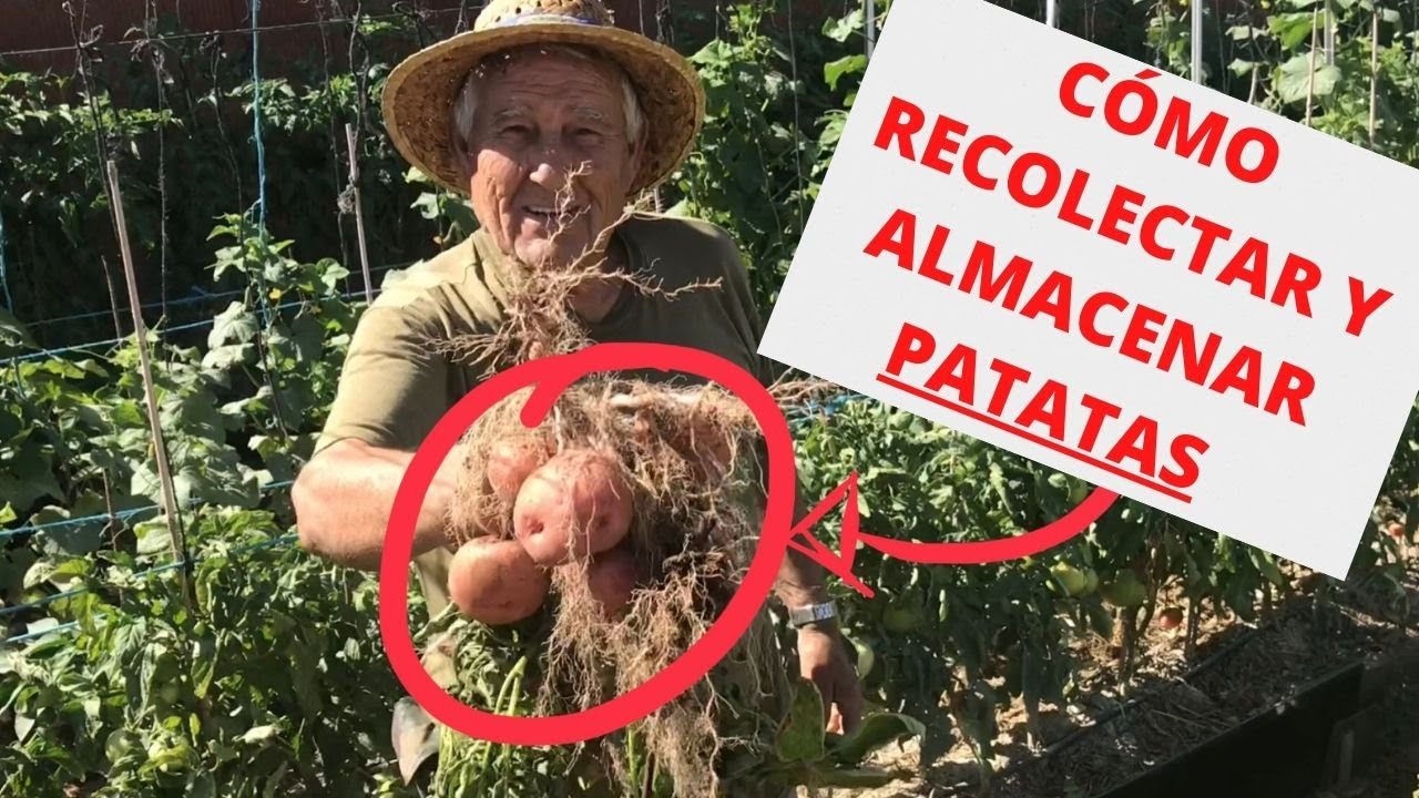 El Huerto del Abuelo - Capítulo 37: Recolectando patatas