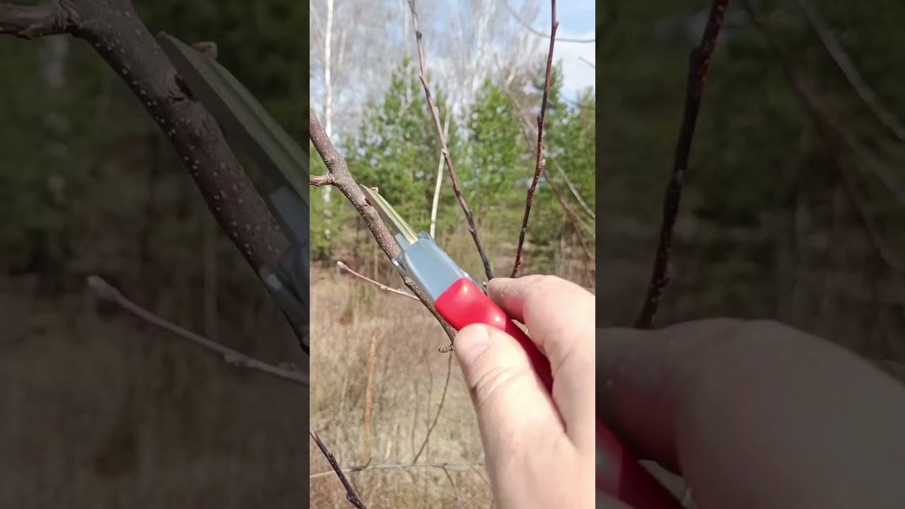 🌳КАК ОБРЕЗАТЬ ЯБЛОНЮ ВЕСНОЙ ❤️ #обрезка #сад #яблоня