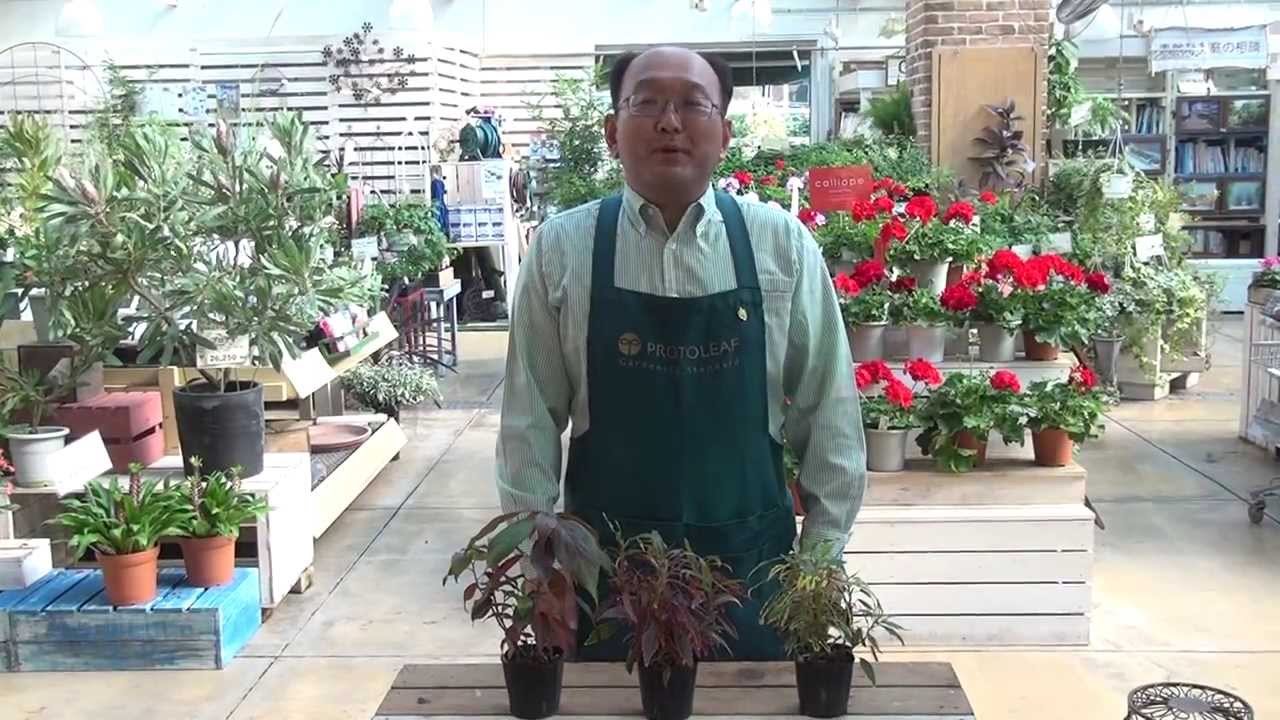 色々なアカリファ