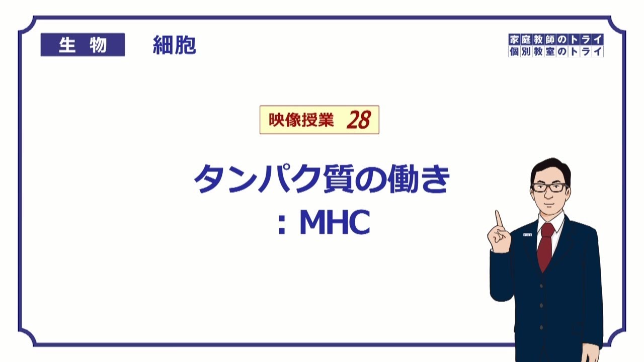 【高校生物】　細胞28　MHC（１８分）