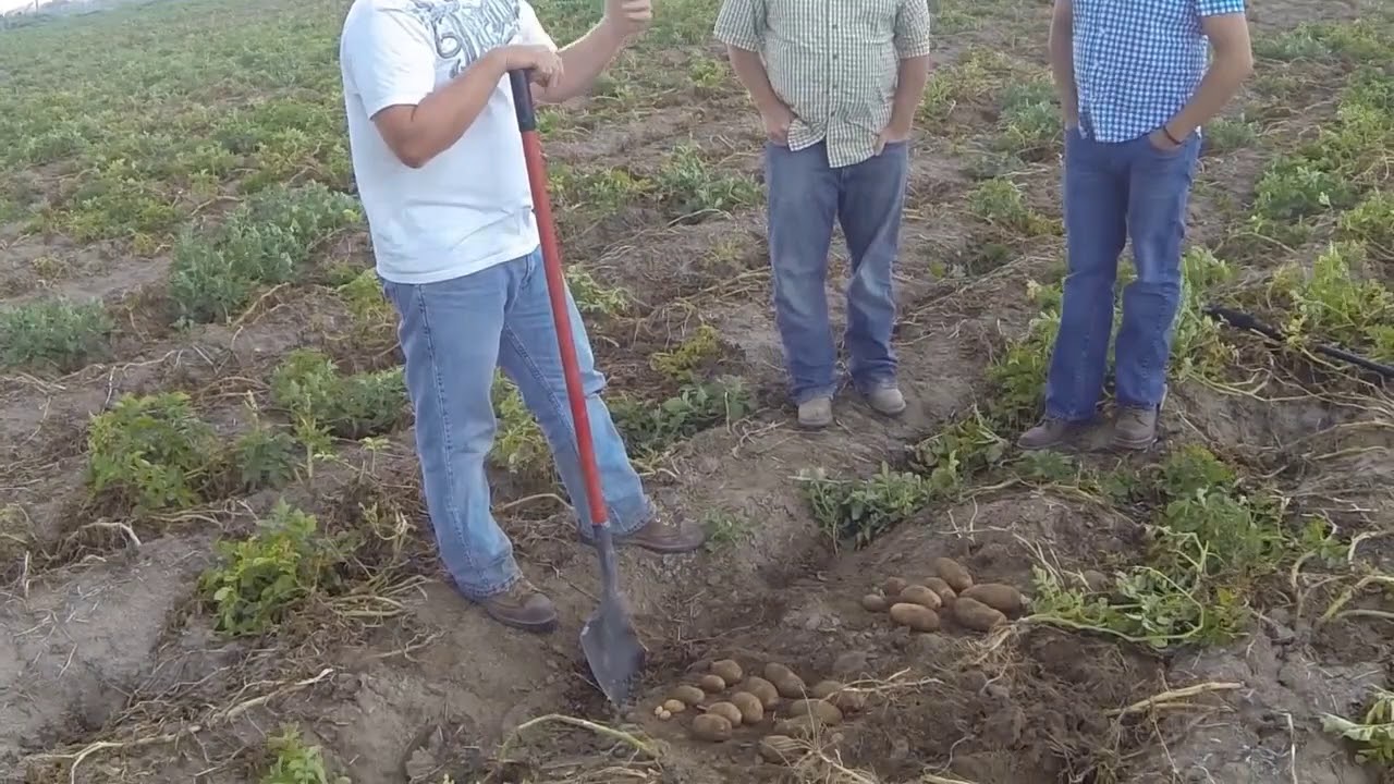 PACIFIC NORTHWEST FIELD INTERVIEWS #5 - IDAHO POTATOES