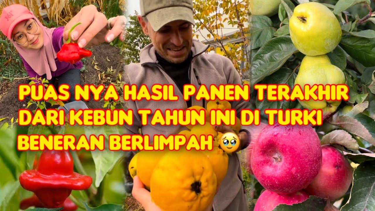 Panen terakhir hasil kebun ditengah hujan dan cuaca dingin 🥶