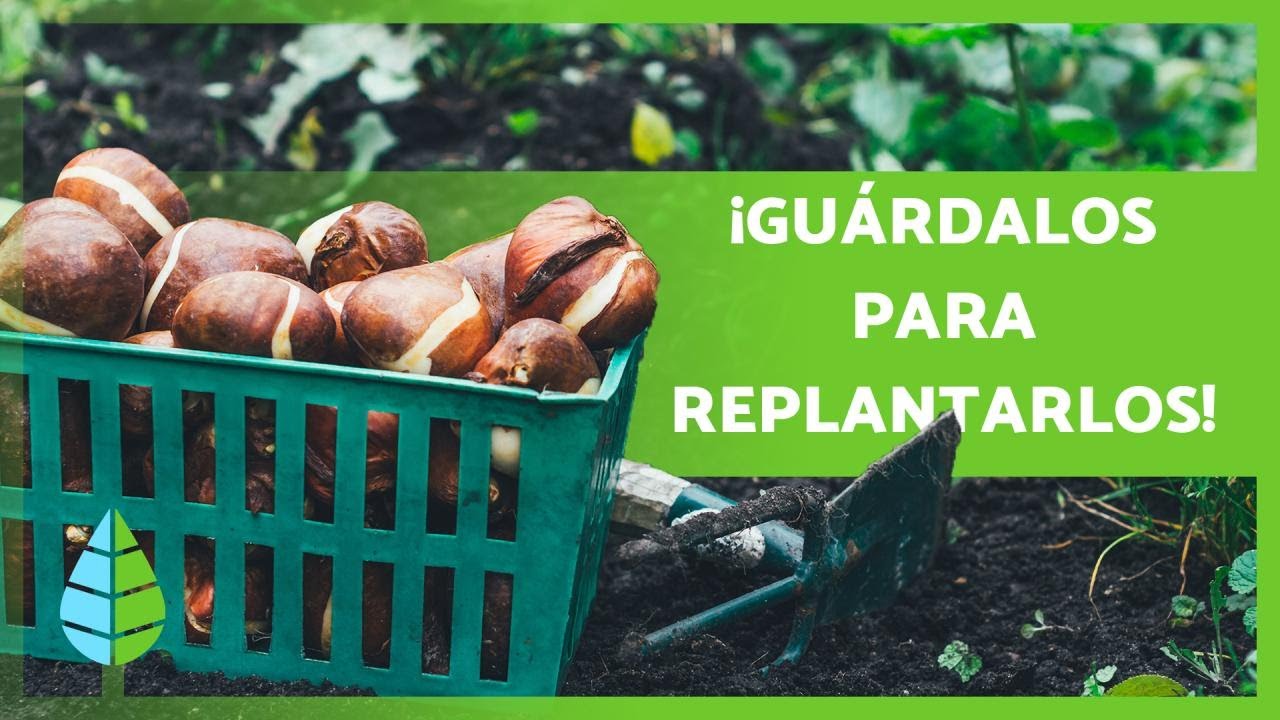 Cómo CONSERVAR los BULBOS de TULIPANES 🌷 (Hasta su Replantado)