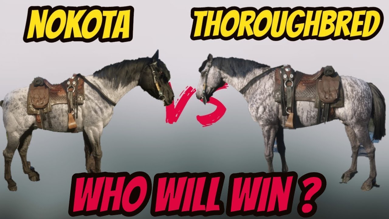 Nokota VS Thoroughbred! Horse Battle Red Dead Redemption 2