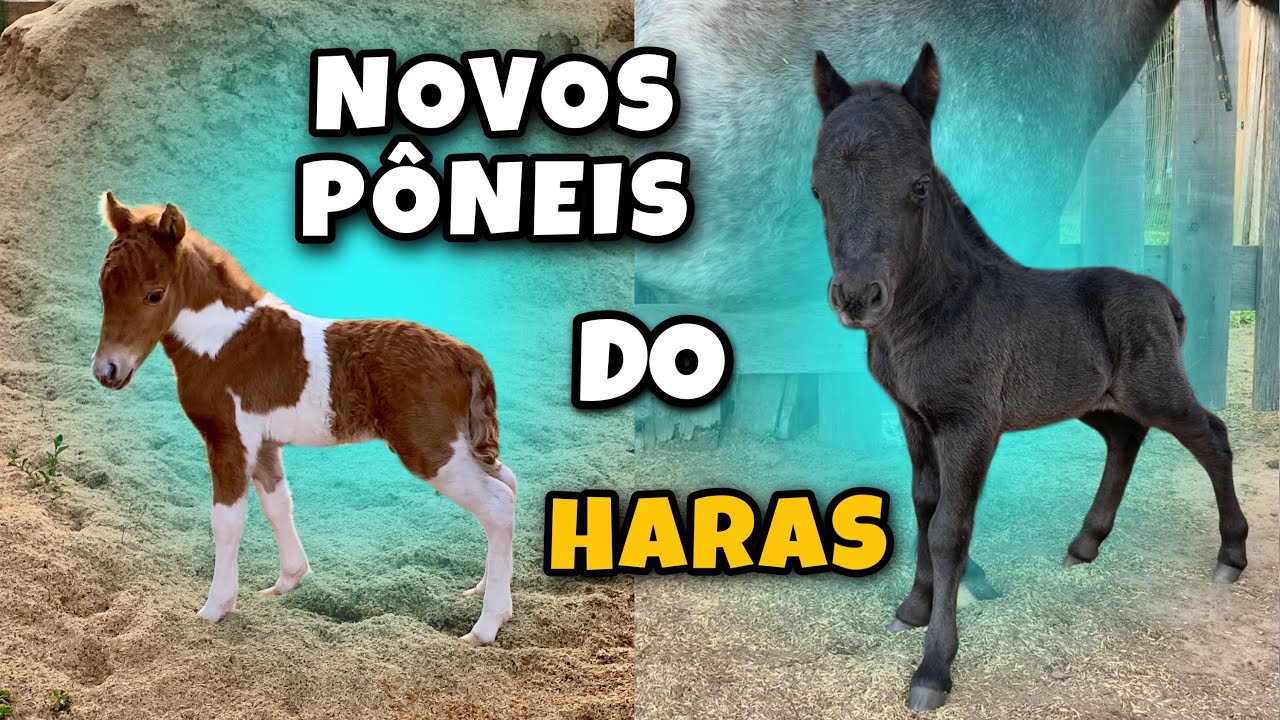 NASCERAM OS PÔNEIS!