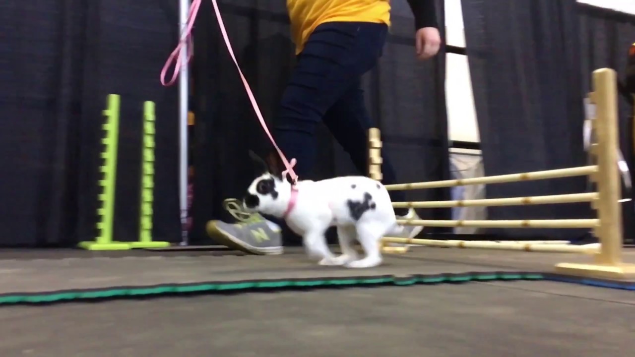 Rabbit hopping at the 2017 Pennsylvania Farm Show