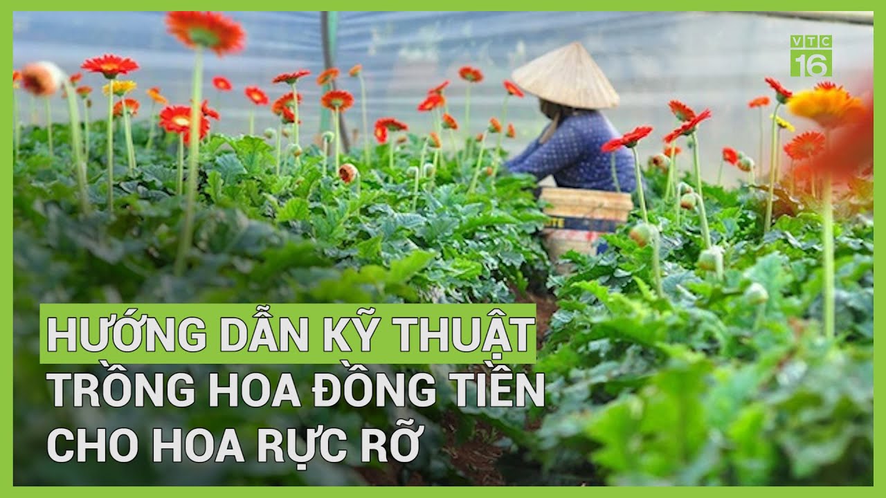Cách trồng hoa đồng tiền đơn giản nhất cho hoa rực rỡ | VTC16