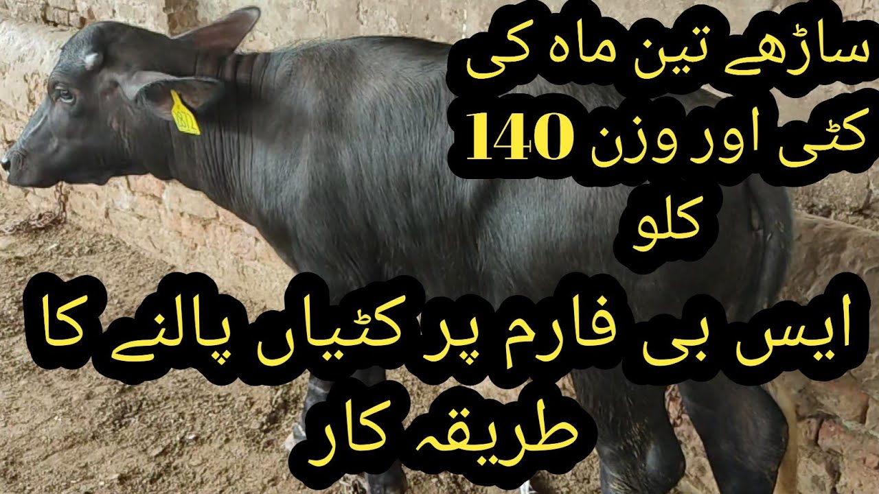 Feeding regime of calves at SB dairy farm II Calf rearing at SB dairy farm II Calf notes