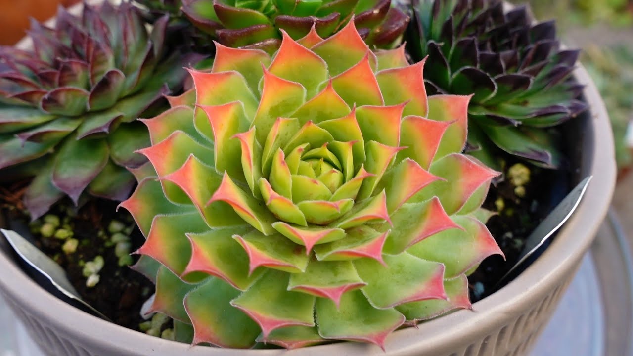 I LOVE SEMPERVIVUM AGAIN