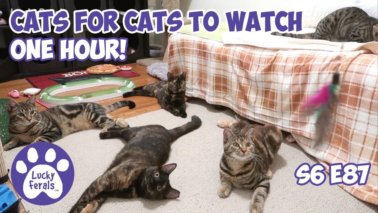 Cats For Cats To Watch - ONE HOUR! - Cat Videos * Cats Playing * Entertainment For Cats - S6 E87